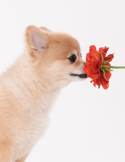 花とペットの写真